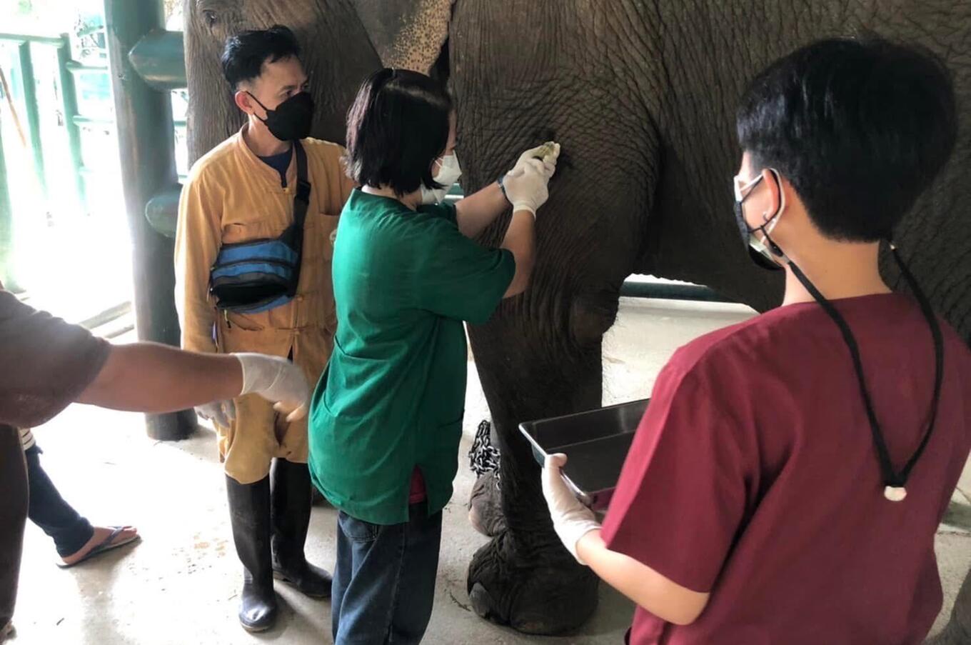 Amici dell'elefante asiatico Soraida Salwala