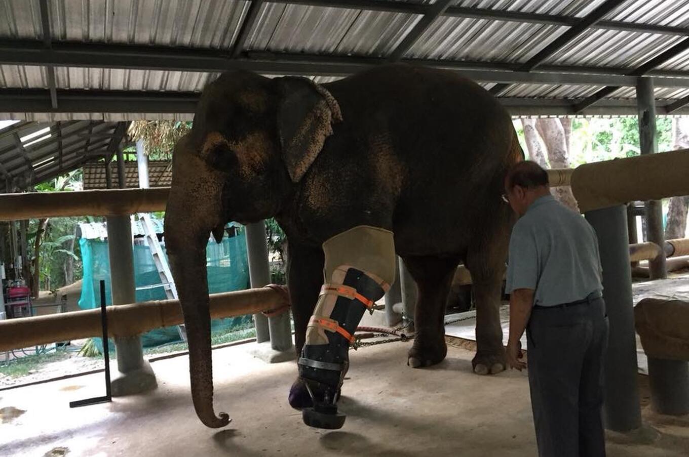 Amici dell'elefante asiatico Soraida Salwala