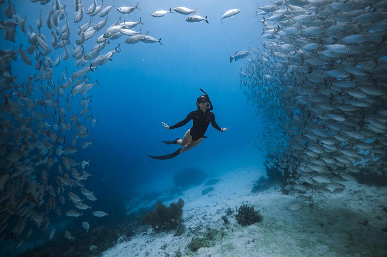 Snorkeling with a baitball in the waters of Raja Ampat.