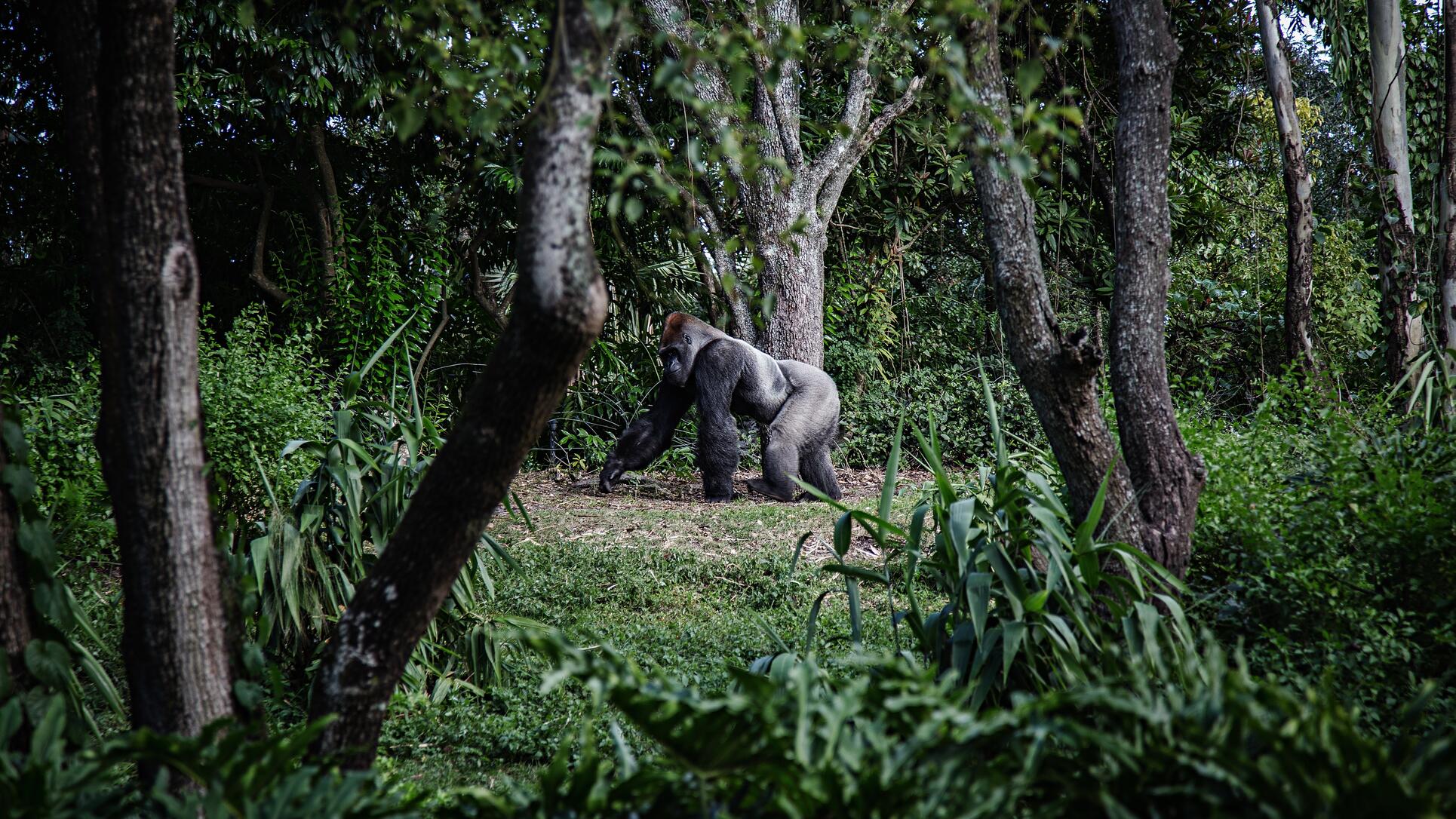 viaggio di lusso per il trekking dei gorilla di montagna in Ruanda.