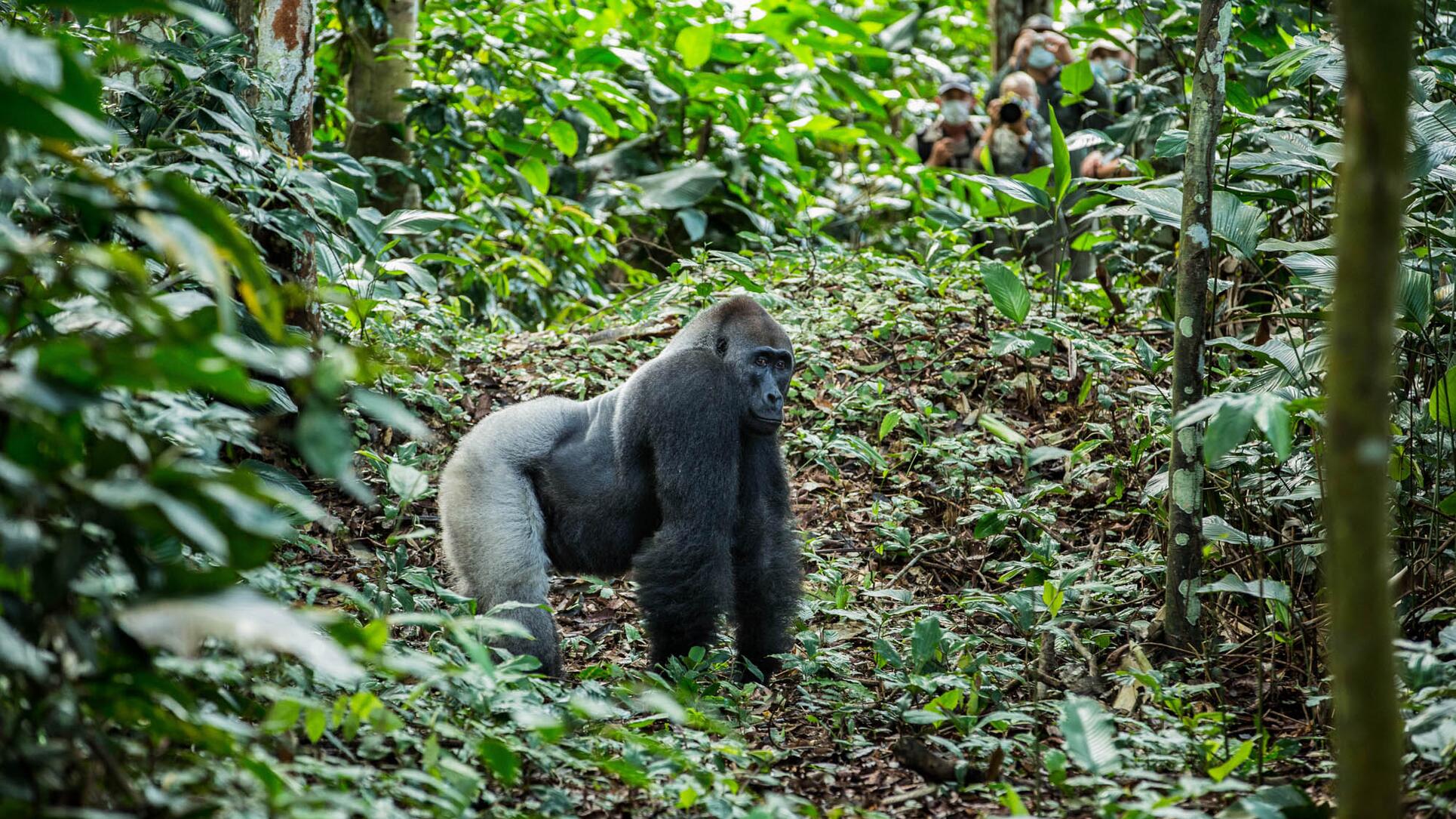 Gorilla di pianura occidentale a Odzala